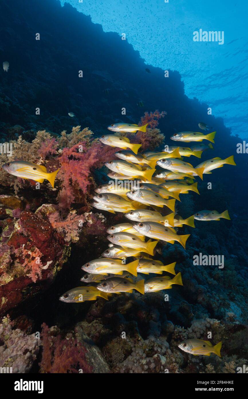 Shoal of blackspot snapper, Lutjanus ehrenbergi, St. Johns, Red Sea, Egypt Stock Photo