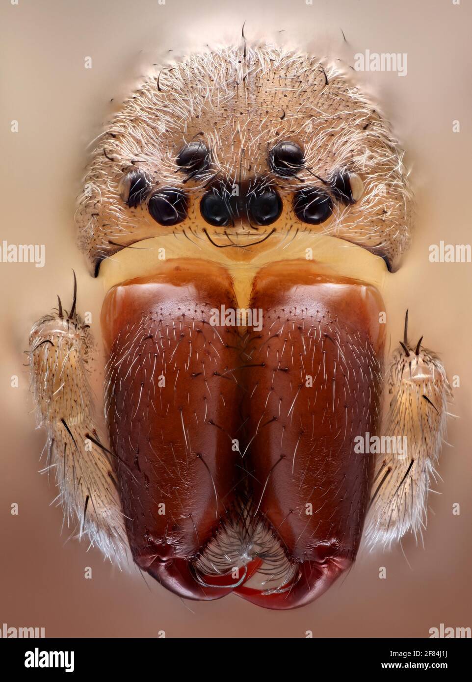 Frontal view of a house spider (Tegenaria) with its distinctive jaw claws Stock Photo