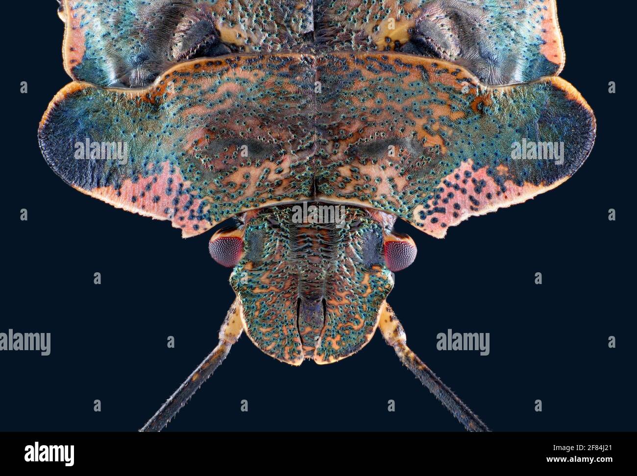 Head and neck shield of a tree bug (Pentatoma rufipes) Stock Photo