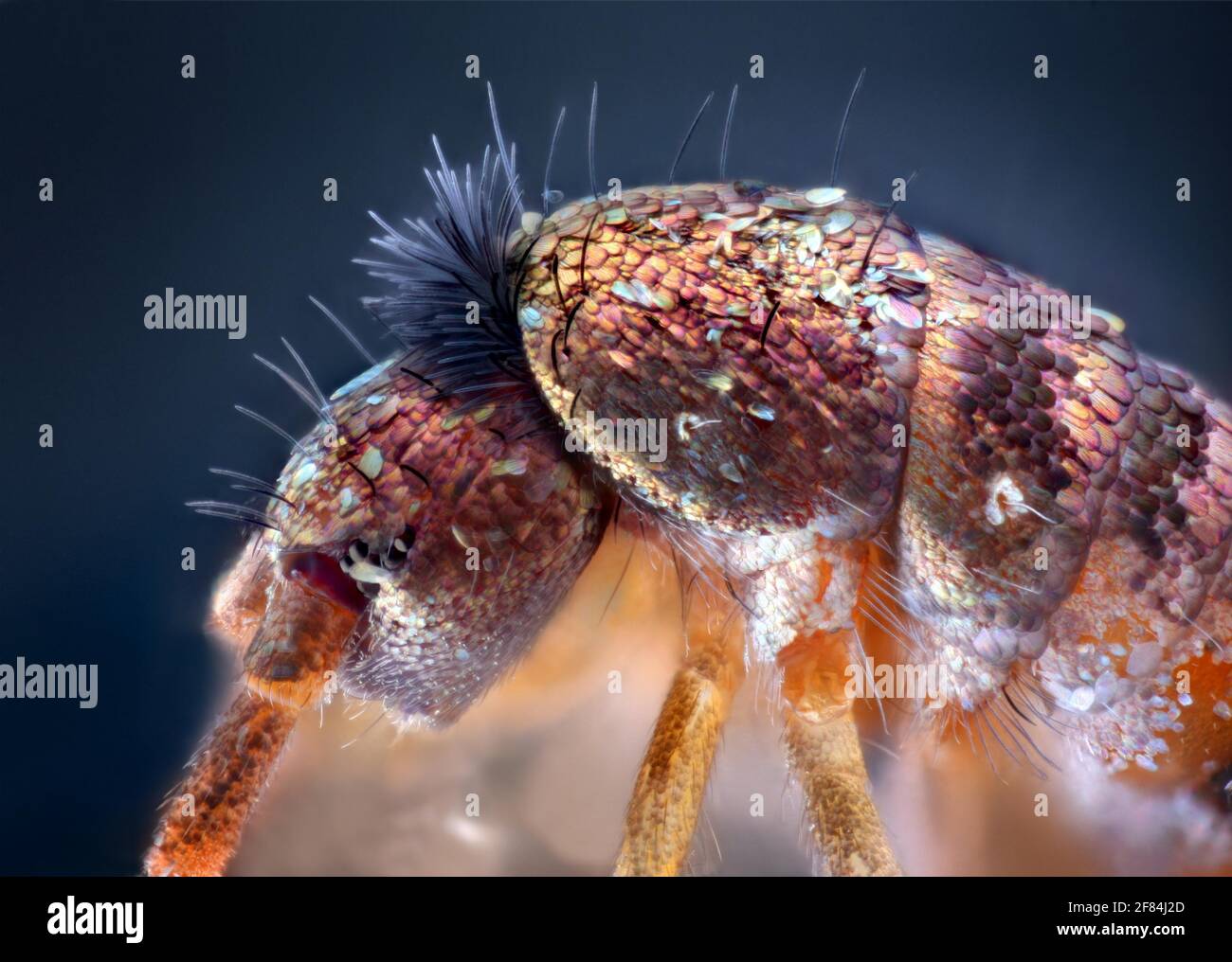 Side view of a 2 mm long Springtailes (Collembola) Stock Photo