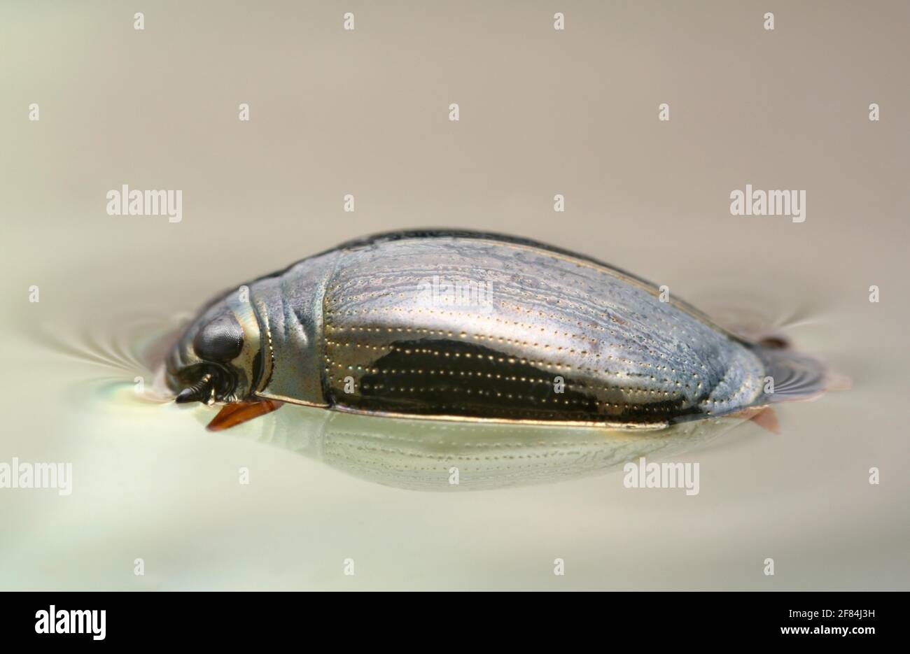 Whirligig beetle (Gyrinus natator) swimming on water Stock Photo Alamy