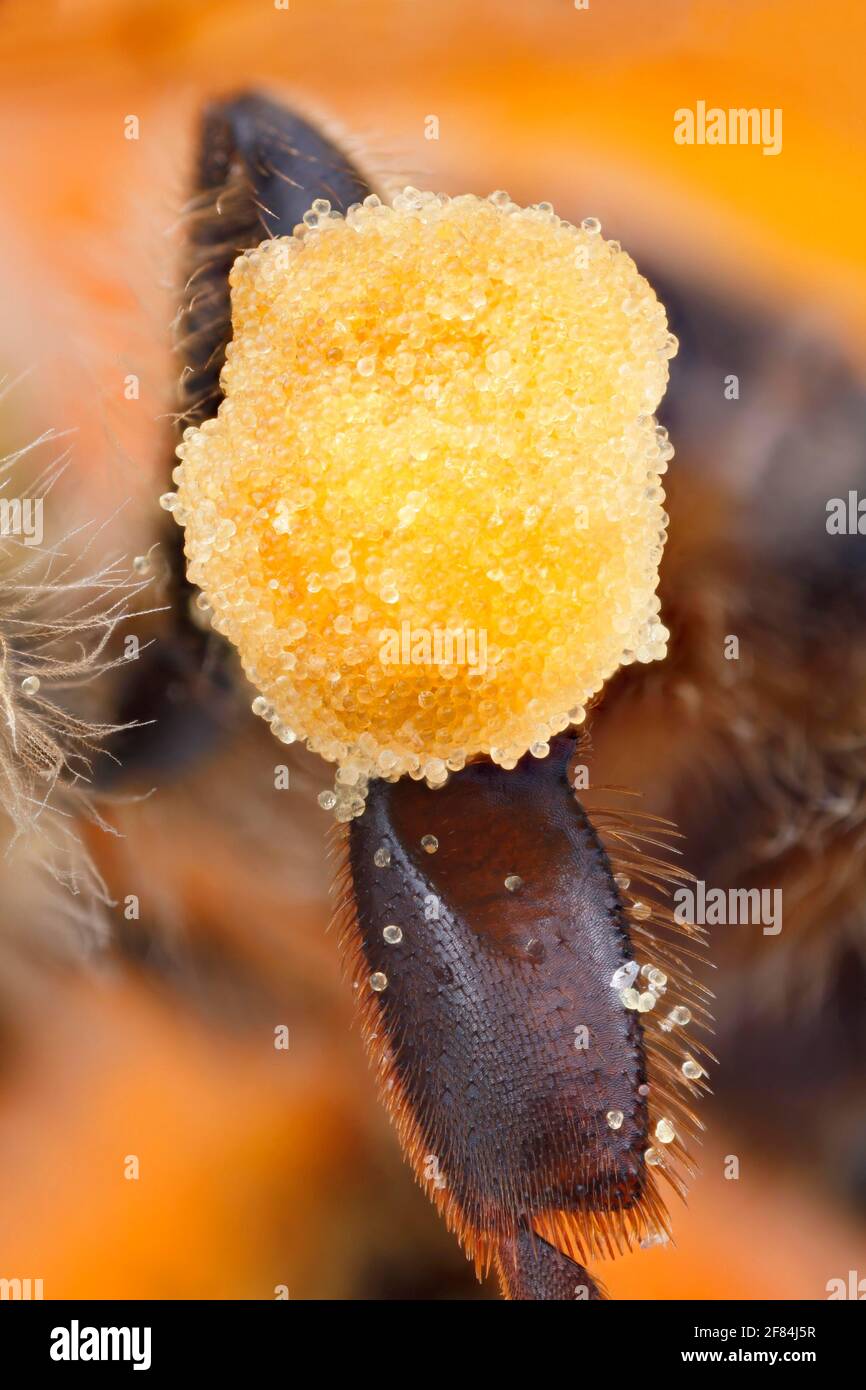 Pollen packet on the leg of a honey bee (Apis mellifera Stock Photo Alamy