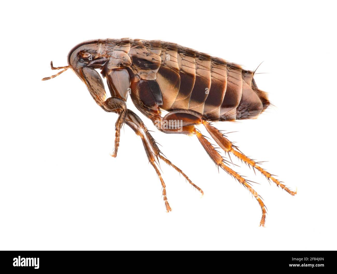 Flea (Siphonaptera) in side view against white background Stock Photo