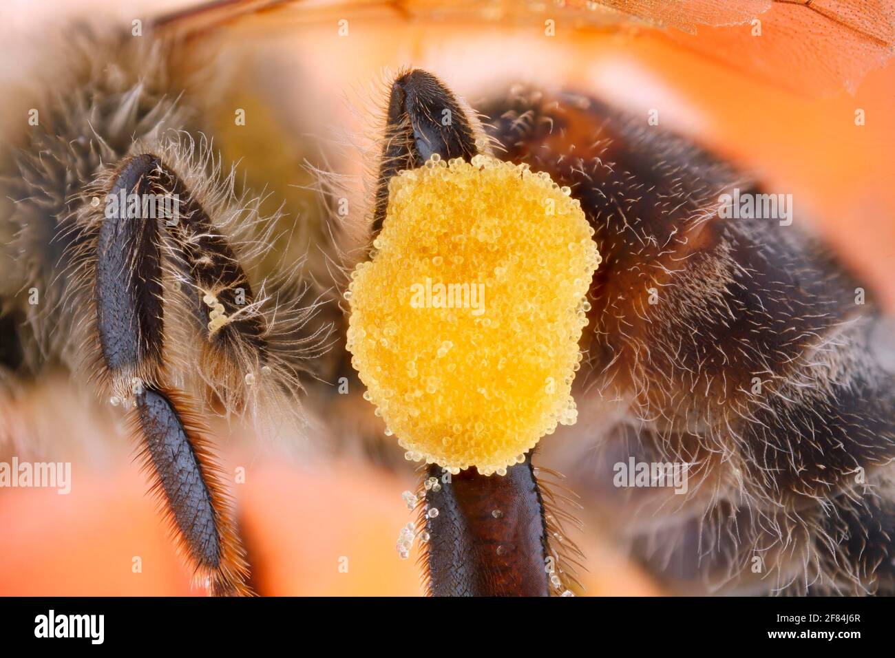 Pollen packet on the leg of a honey bee (Apis mellifera Stock Photo Alamy