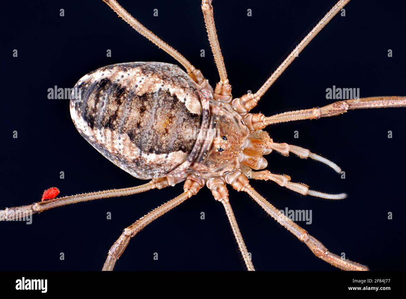 Hadrobunus grandis (Hadrobunus grandis) with parasitic red mite on one of the legs Stock Photo