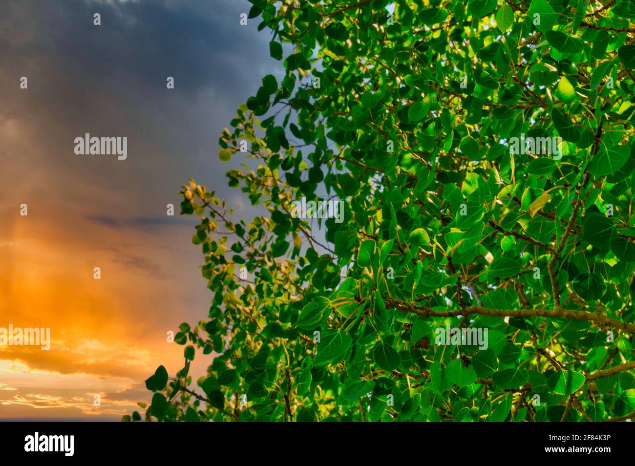 A closeup shot of tree branches with green leaves with the sunset sky ...