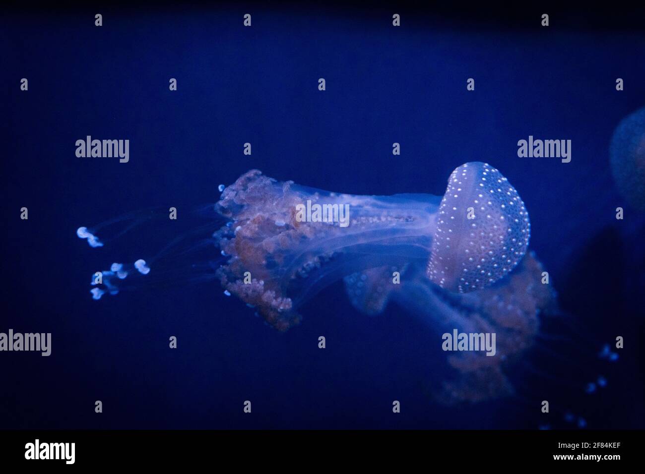 A breathtaking view of jellyfish floating in the sea Stock Photo - Alamy