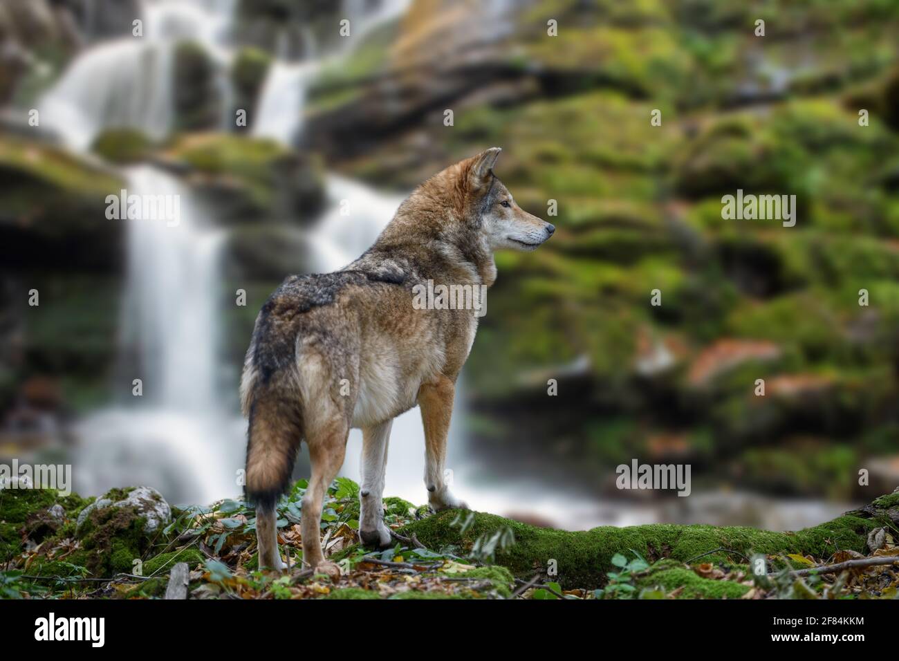 Timber wolf hunting in mountain on waterfall background. Animal in the nature habitat Stock Photo