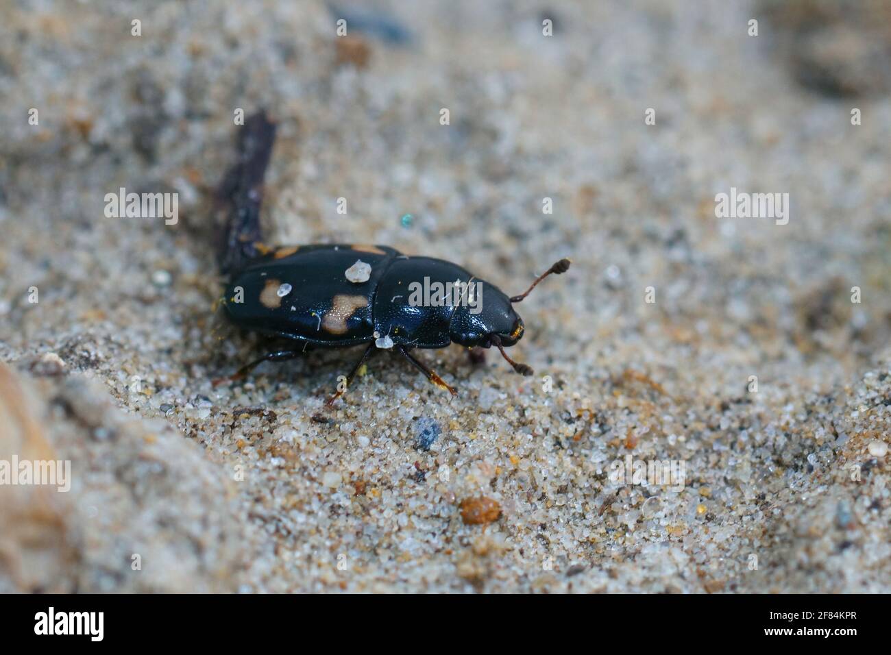 A closeup shot of the four-spotted sap beetle, (Glischrochilus quadrisignatus) Stock Photo