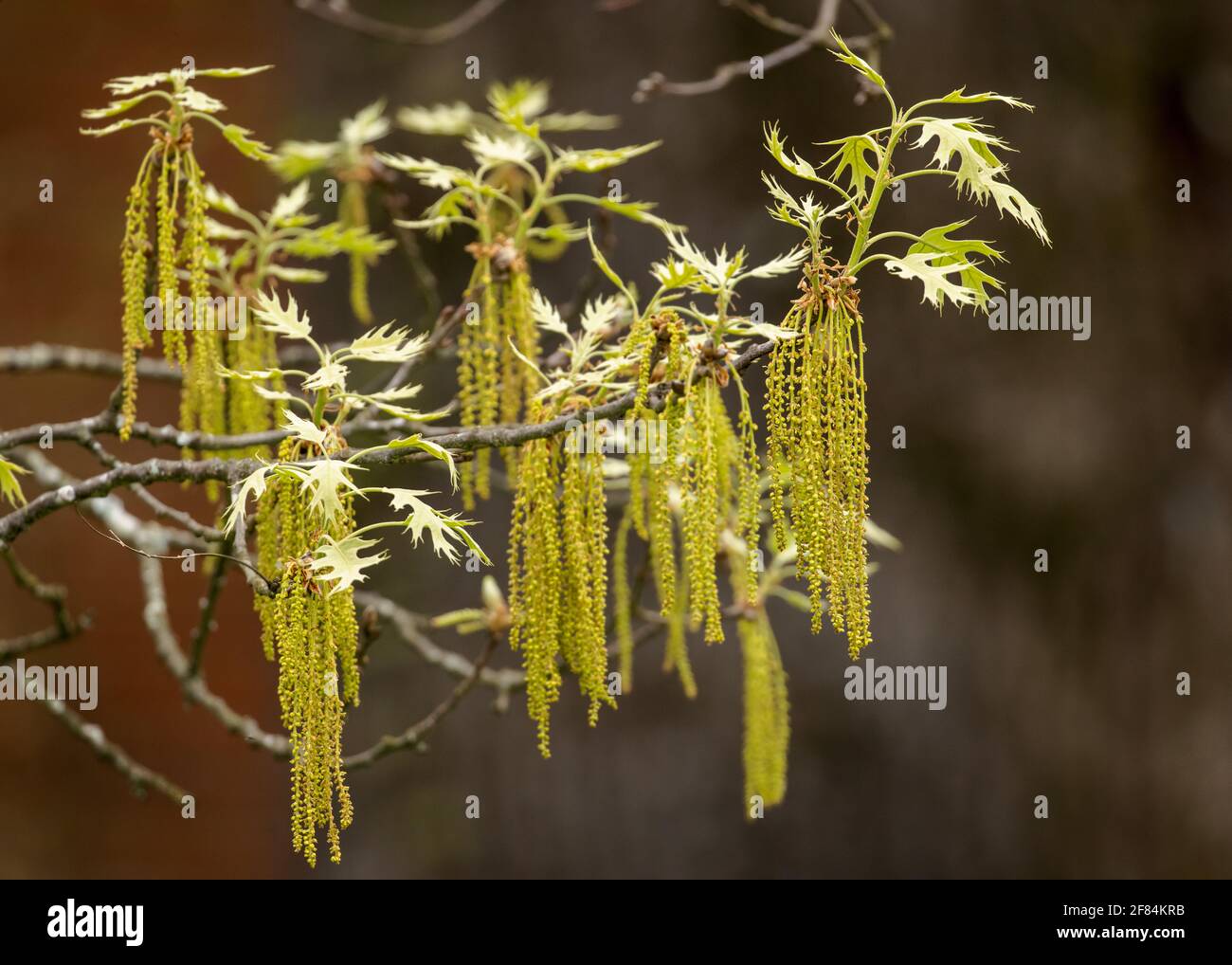 Southern Red Oak (Quercus falcata) catkins - Hall County, Georgia. Catkins hang like tassels from a red oak tree during spring. Stock Photo