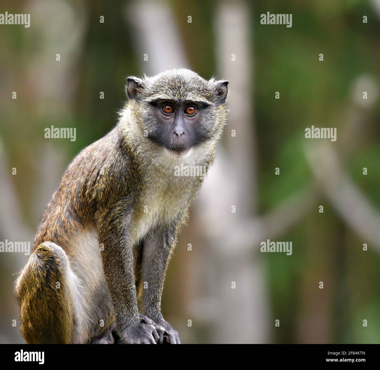 Macaque monkey portrait Stock Photo - Alamy