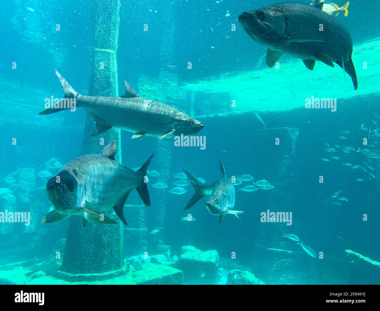 Fish swimming in a large aquarium Stock Photo