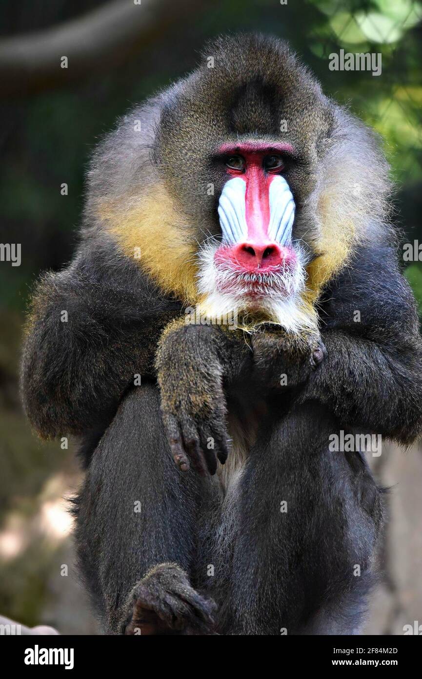 Mandrillus sphinx Mandrill ape) portrait Stock Photo - Alamy