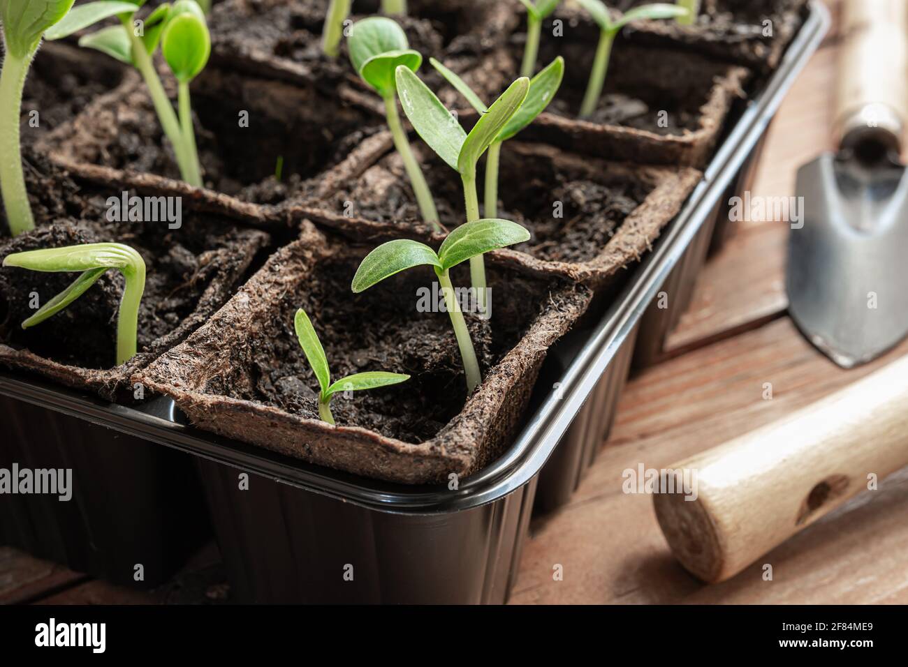 Young green seedlings of cucumbers or gherkins and zucchini in peat pots and gardening tools on the wooden surface, home gardening and connecting with Stock Photo