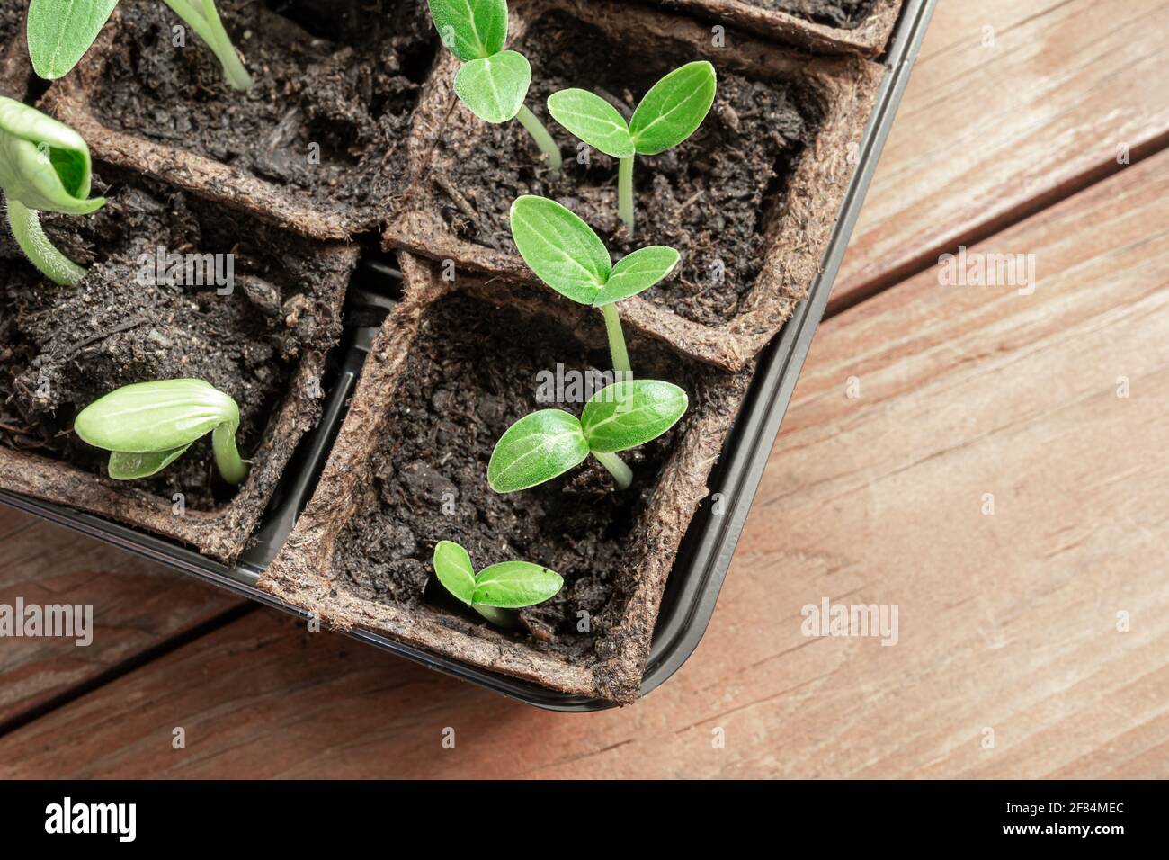 Cucumbers and zucchini seedlings in peat pots on the wooden surface, home gardening and connecting with nature concept, top view Stock Photo