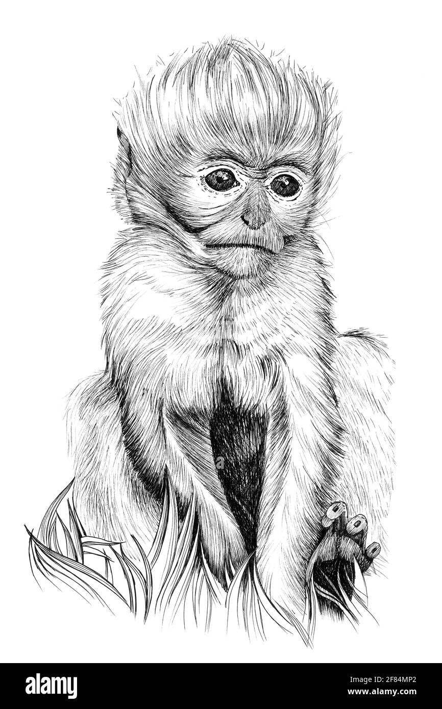 Hand Drawn Baby Monkey Cub Sketch Graphics Monochrome Illustration On White Background Originals No Tracing Stock Photo Alamy Hand Drawn Baby Monkey Cub Sketch Graphics Monochrome Illustration On White Background Originals No Tracing Stock Photo Alamy