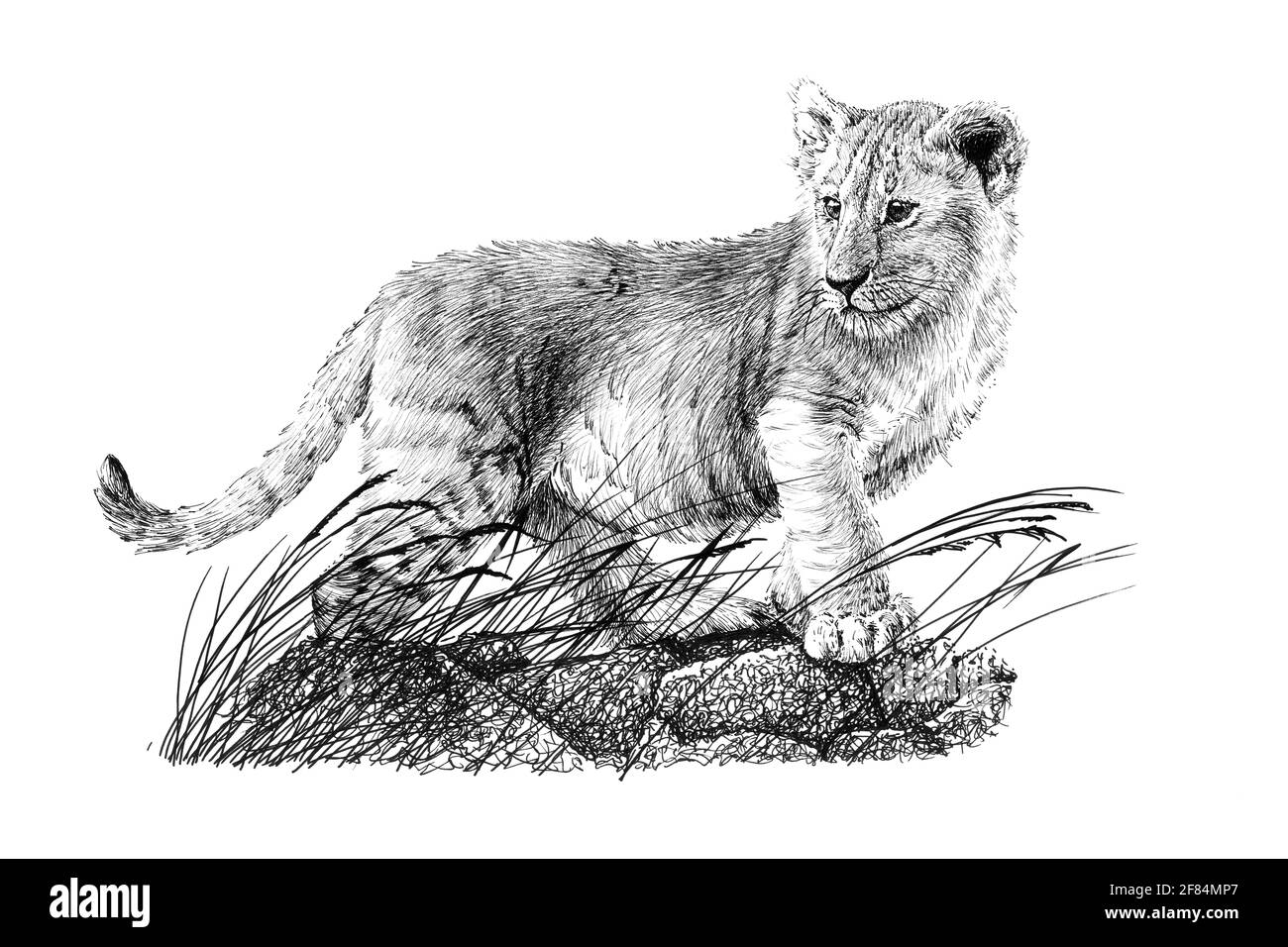 Hand drawn baby lion cub, sketch graphics monochrome illustration on white background (originals, no tracing) Stock Photo