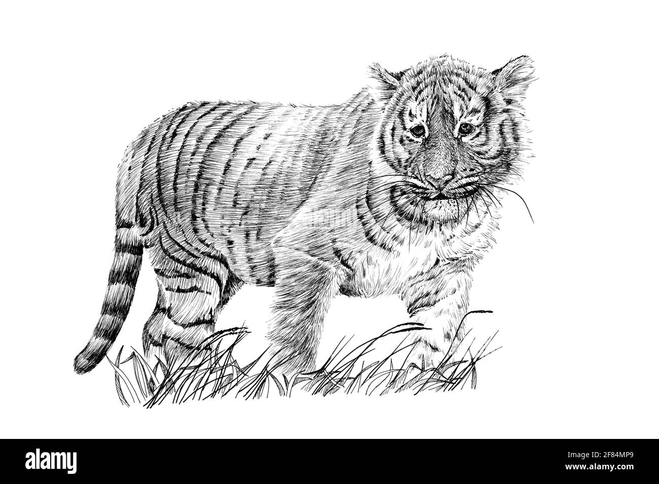 Premium Vector  Tiger baby portrait of exotic animal isolated sketch  hand drawn illustration