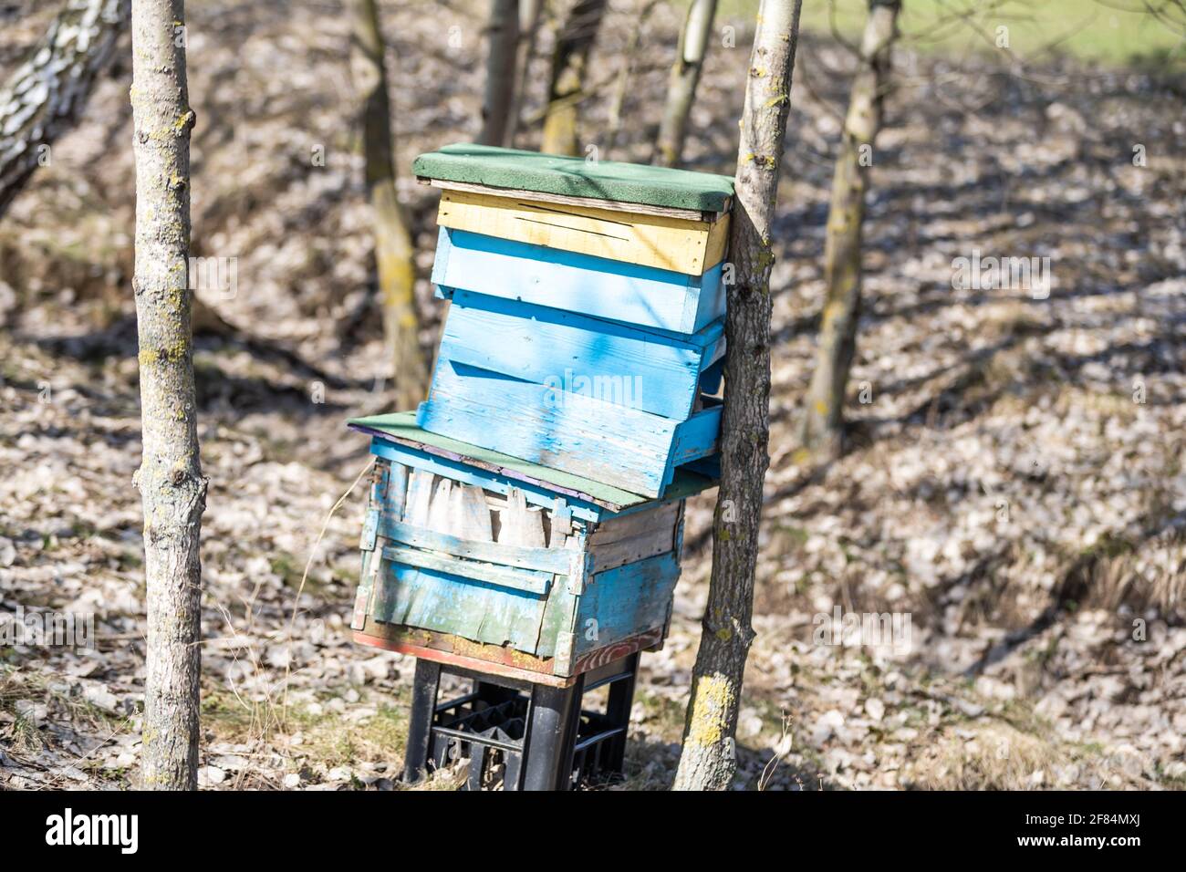 Beehives in a field with trees, hives. Stock Photo