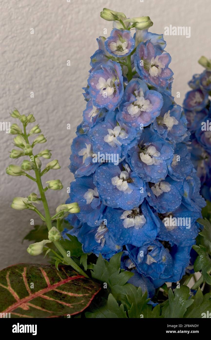 Delphinium blooming with blue flowers indoor Stock Photo - Alamy