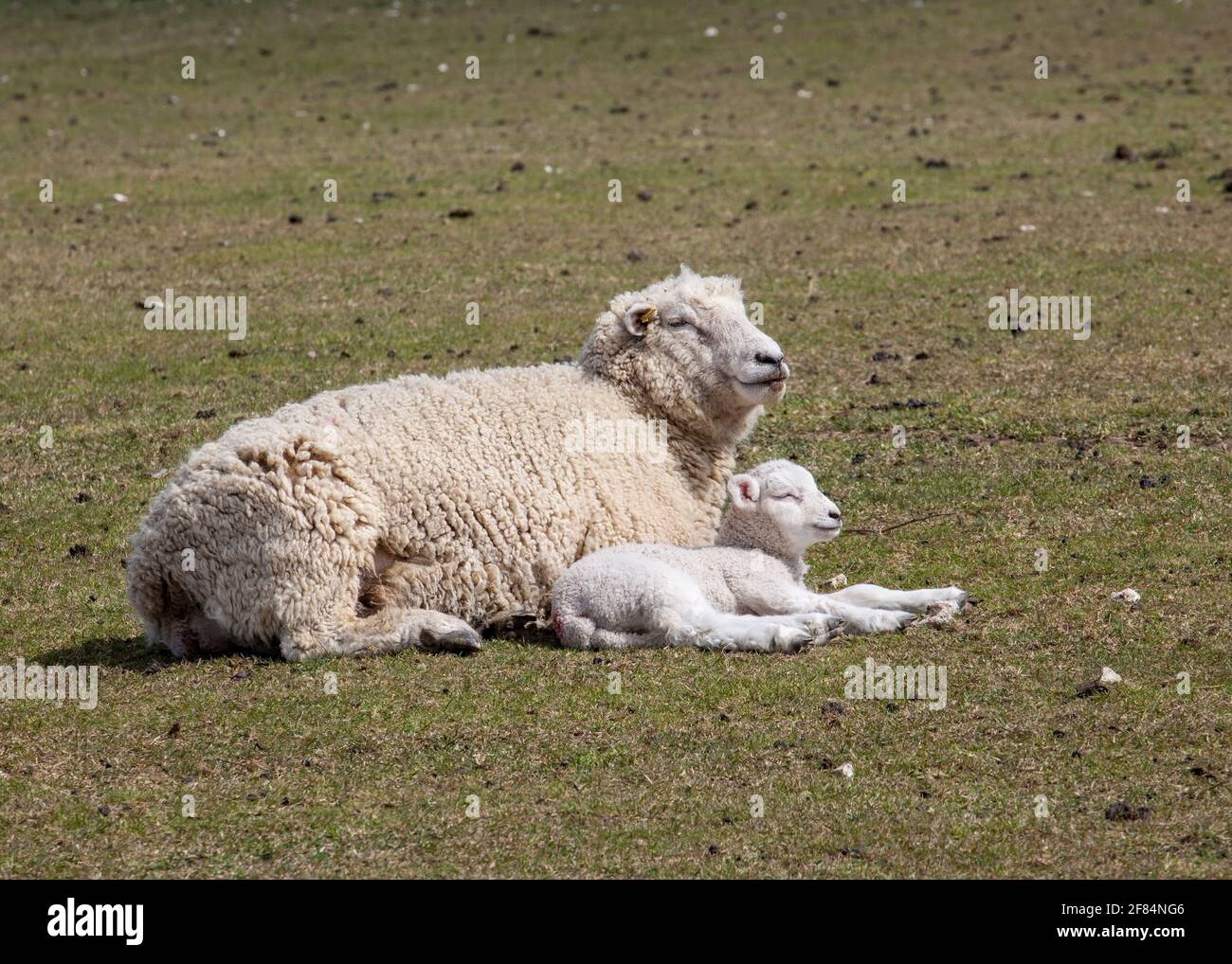 Spring holidays lamb hires stock photography and images Alamy