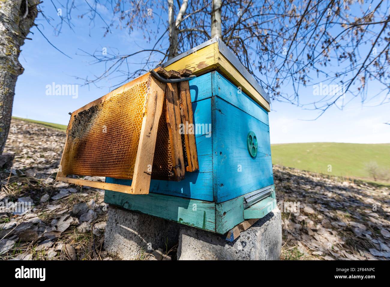 Beehives in a field with trees, hives. Stock Photo