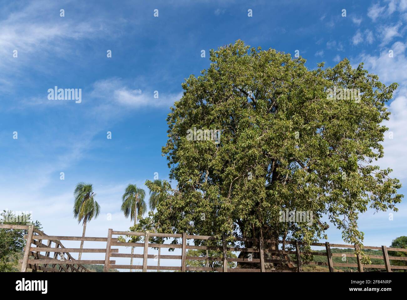 Centenary tree of Úmbu (Phytolacca dioica) and in the background the blue sky. Native plant of the Pampa biome in southern Latin America. Stock Photo