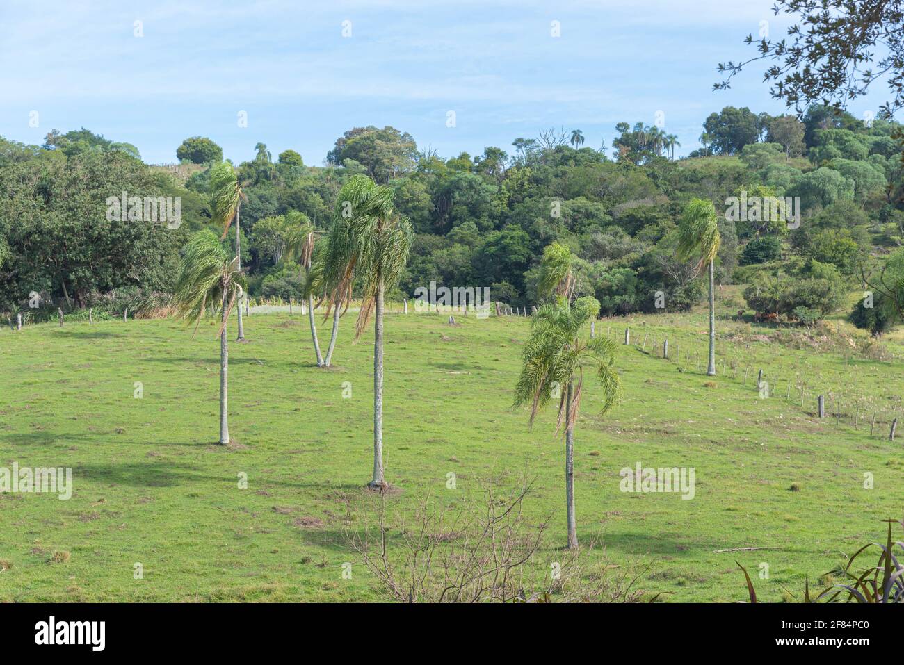 Jeragrant palm trees Syagrus romanzoffiana in natural field. Native palm of the Atlantic Forest, in Brazil, and can also be found in its associated ec Stock Photo