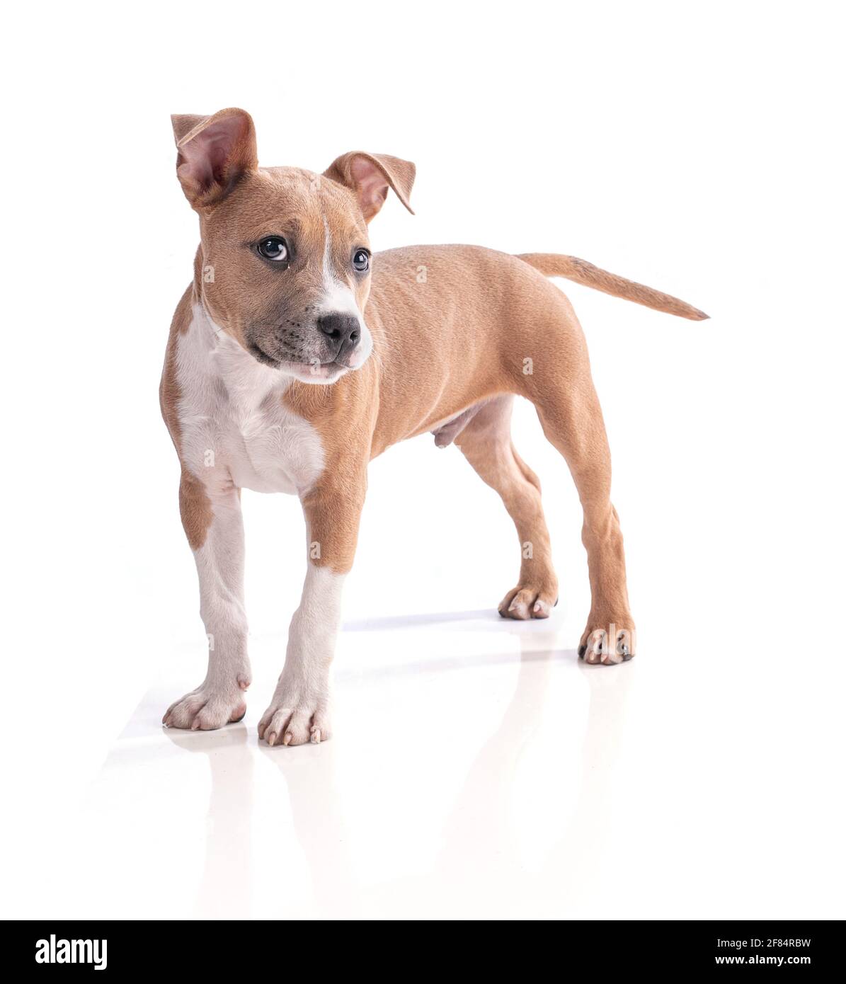 American staffordshire terrier hi-res stock photography and images - Alamy