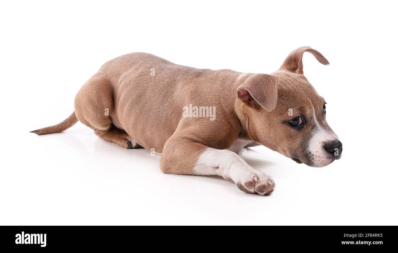 Old amstaff sales