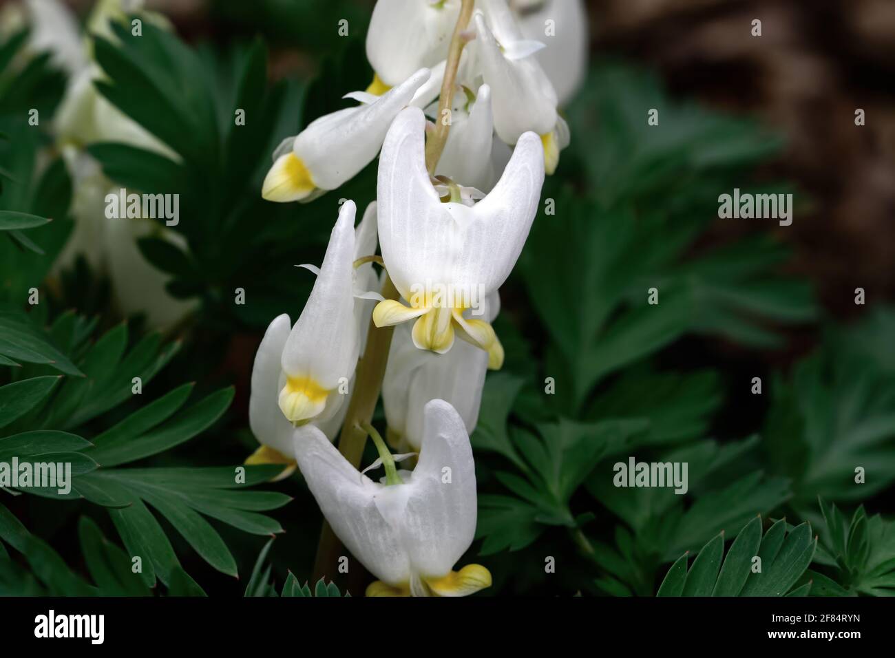 Dutchmans breeches is a perennial herbaceous plant native to rich woods of eastern North America. Stock Photo