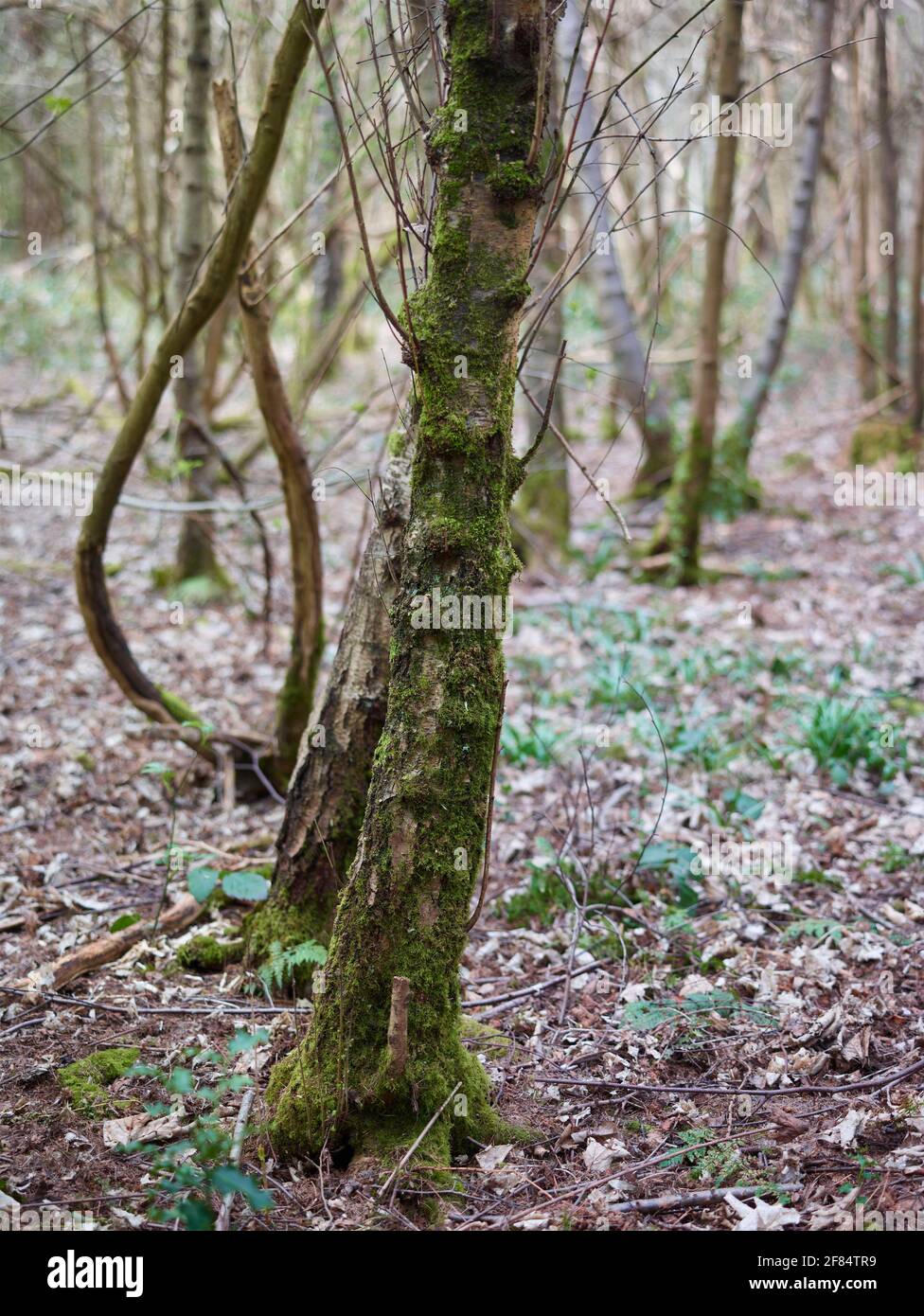 Lifecycle, natural environmental patterns in woodland growth, decline ...