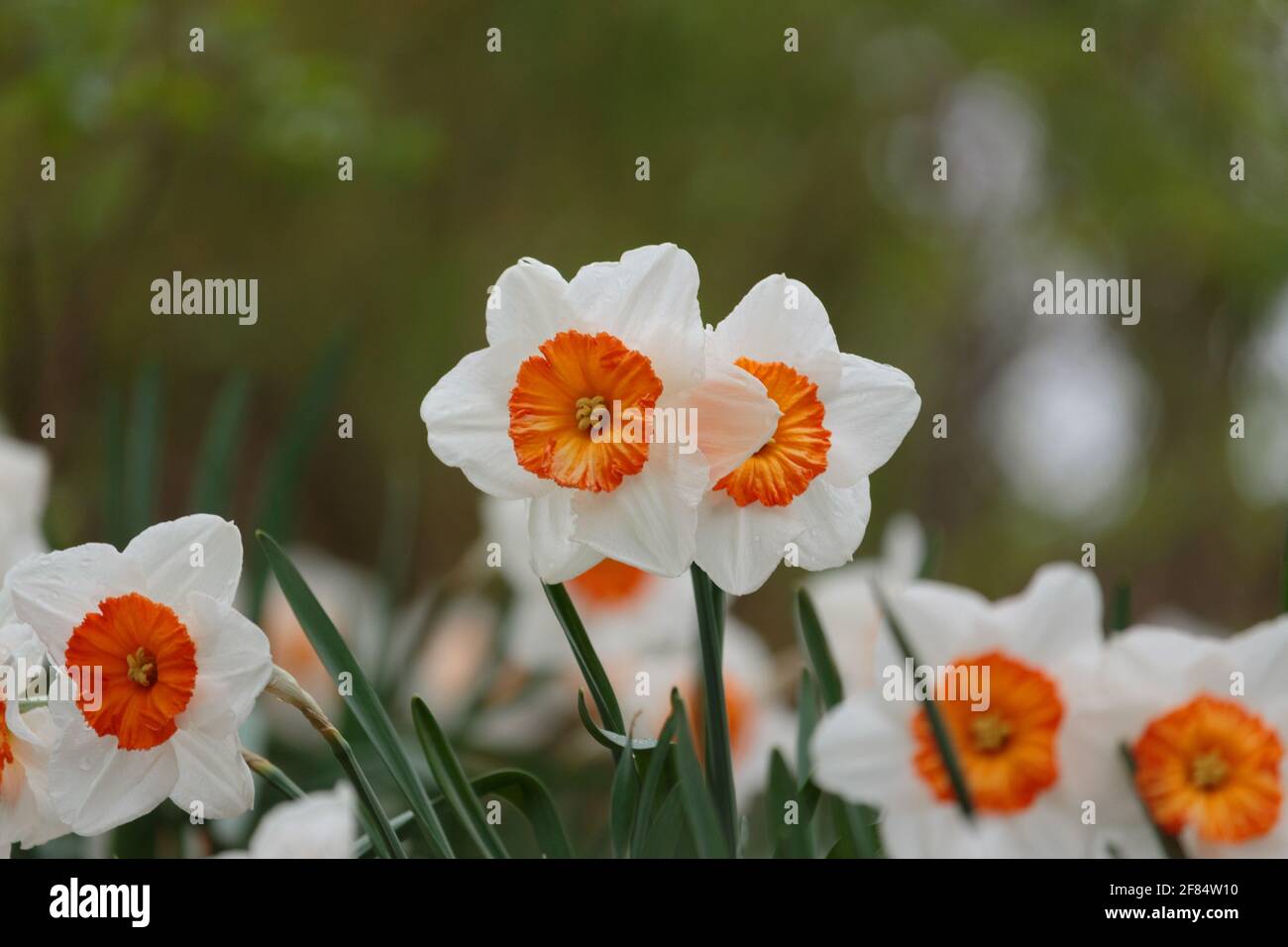 group of small cupped daffodils or narcissus flowers with pure white petals and deep orange corona in the center with green foliage in the background Stock Photo