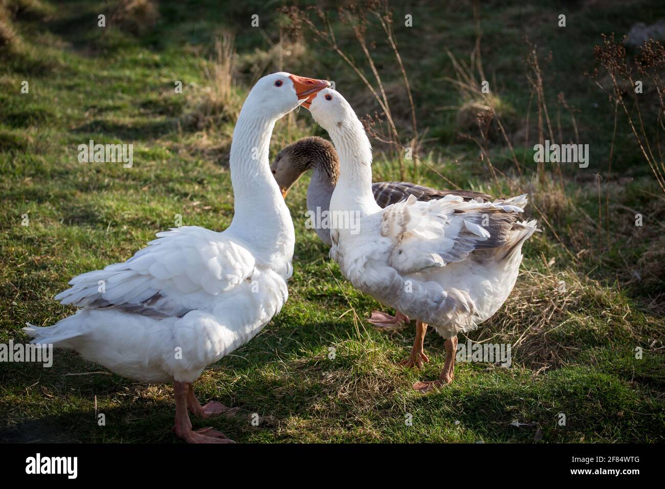 Three geese of the endangered goose breed 'Österreichische Landgans' Stock Photo