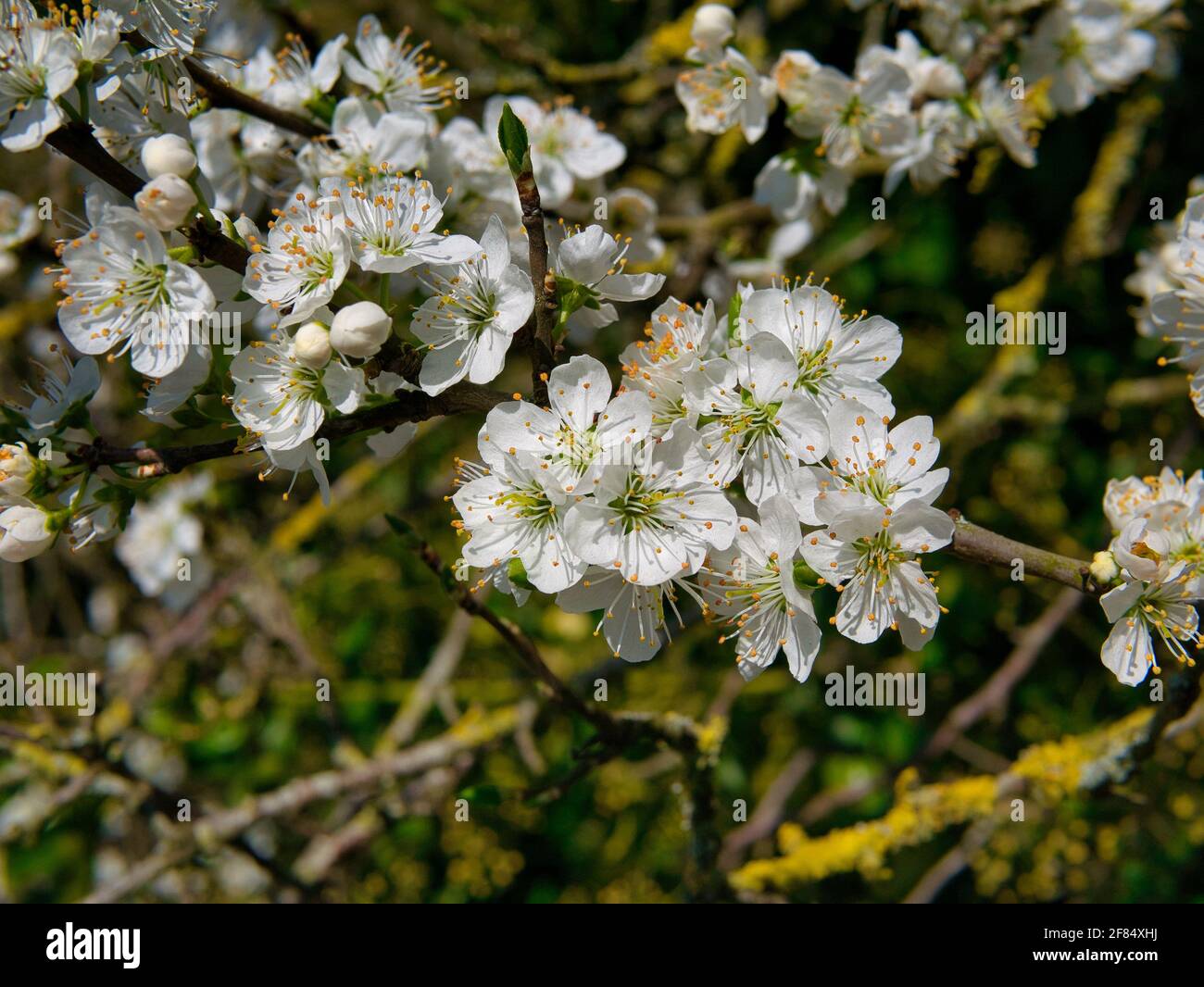 The blossom flowers of a Cambridge Gage plant, showing the petals, anthers held up on filaments and the stamens. Taken on a sunny day in spring. Stock Photo