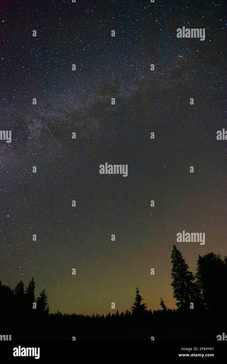 The silhouettes of pine trees on a starry night sky - vertical Stock ...