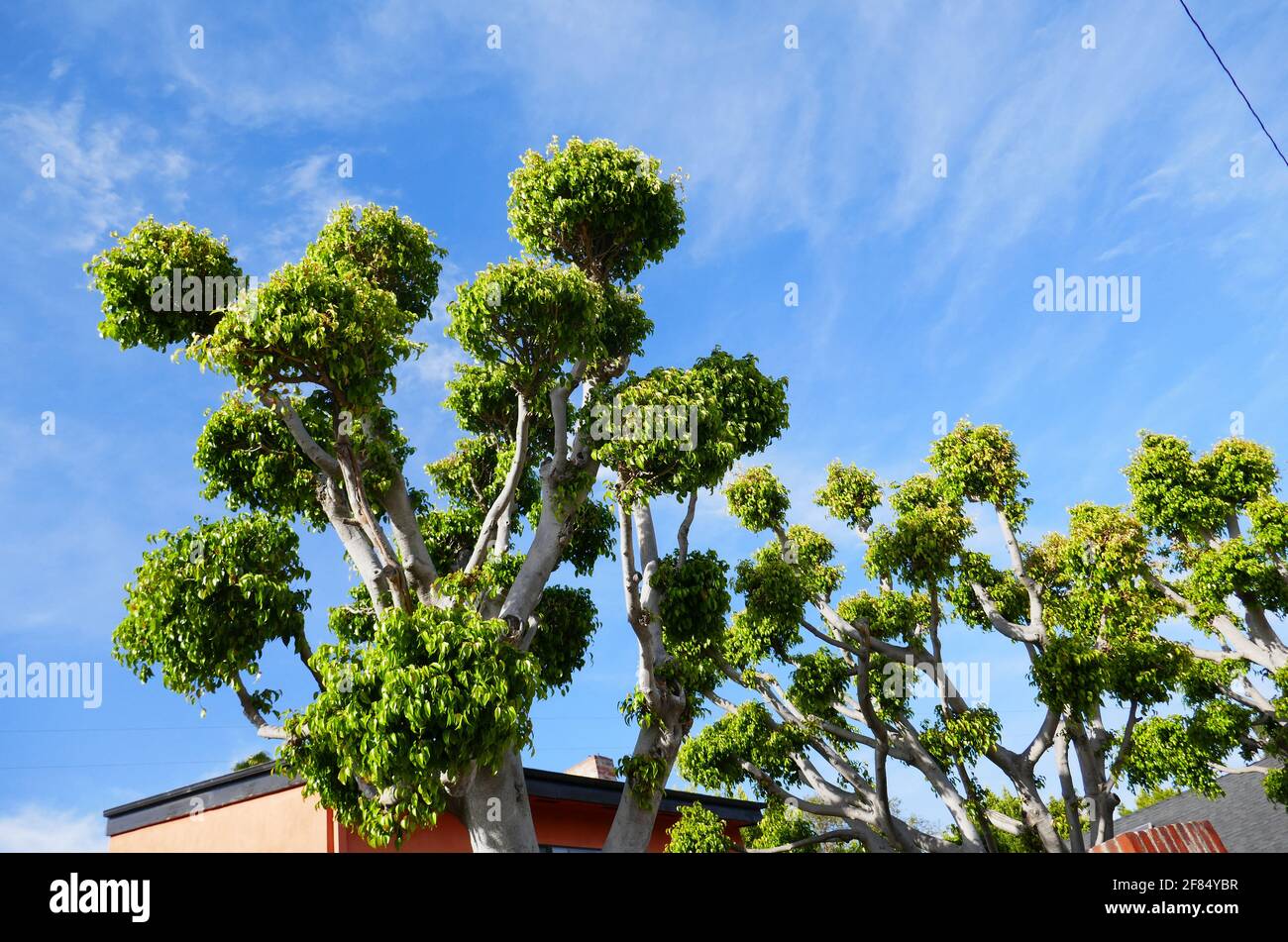 West Hollywood, California, USA 10th April 2021 A general view of atmosphere of actress Linda Hamilton, actress Jennifer Jason Leigh, actress Donna Dixon, actress Glynnis O'Connor's former home at 8955 Norma Place on April 10, 2021 in West Hollywood, California, USA. Photo by Barry King/Alamy Stock Photo Stock Photo