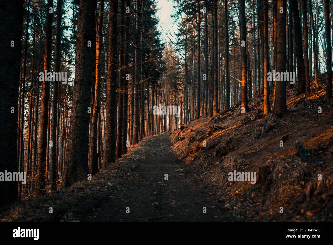 Closeup shot narrow path hi-res stock photography and images - Alamy
