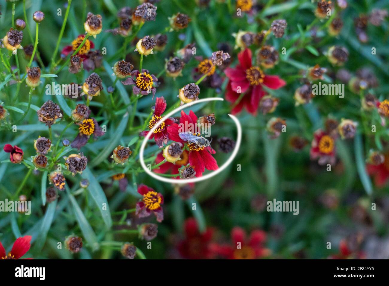 Kriebelmücke getarnt in einem Blumenstock, mit einem Kringle markiert Stock Photo