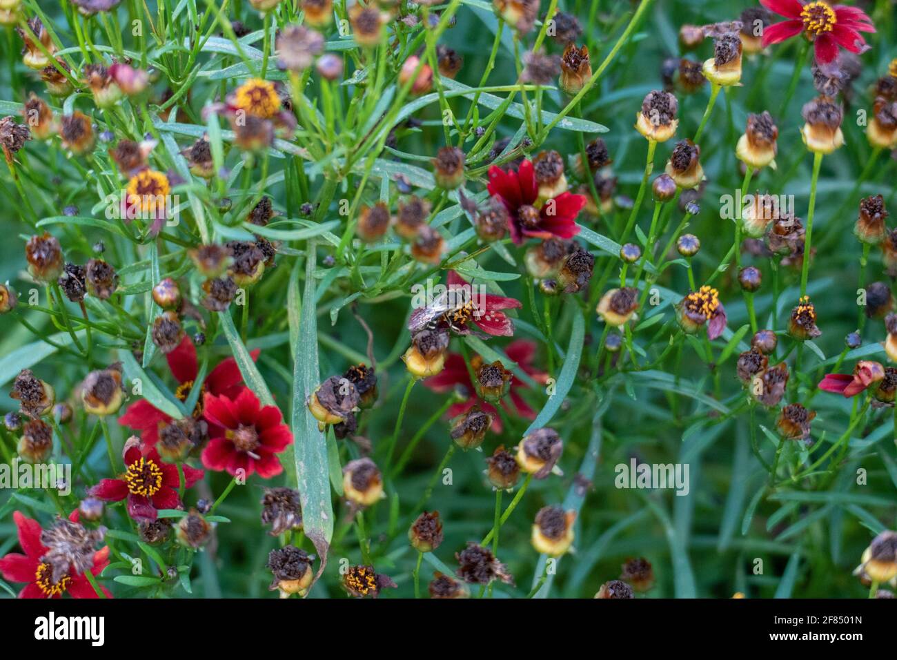 Kriebelmücke tarnt sich in ein Blumenstock mit Blüten Stock Photo