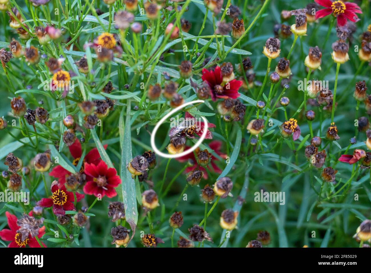 Kriebelmücke getarnt in einem Blumenstock, mit einem Kringle markiert Stock Photo