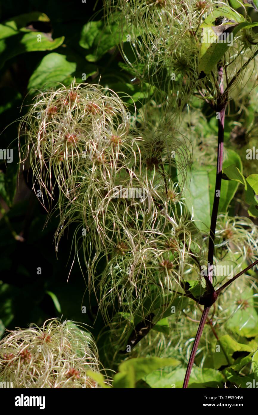 Invasive vine (Clematis vitalba) Old man's Beard plant and flower