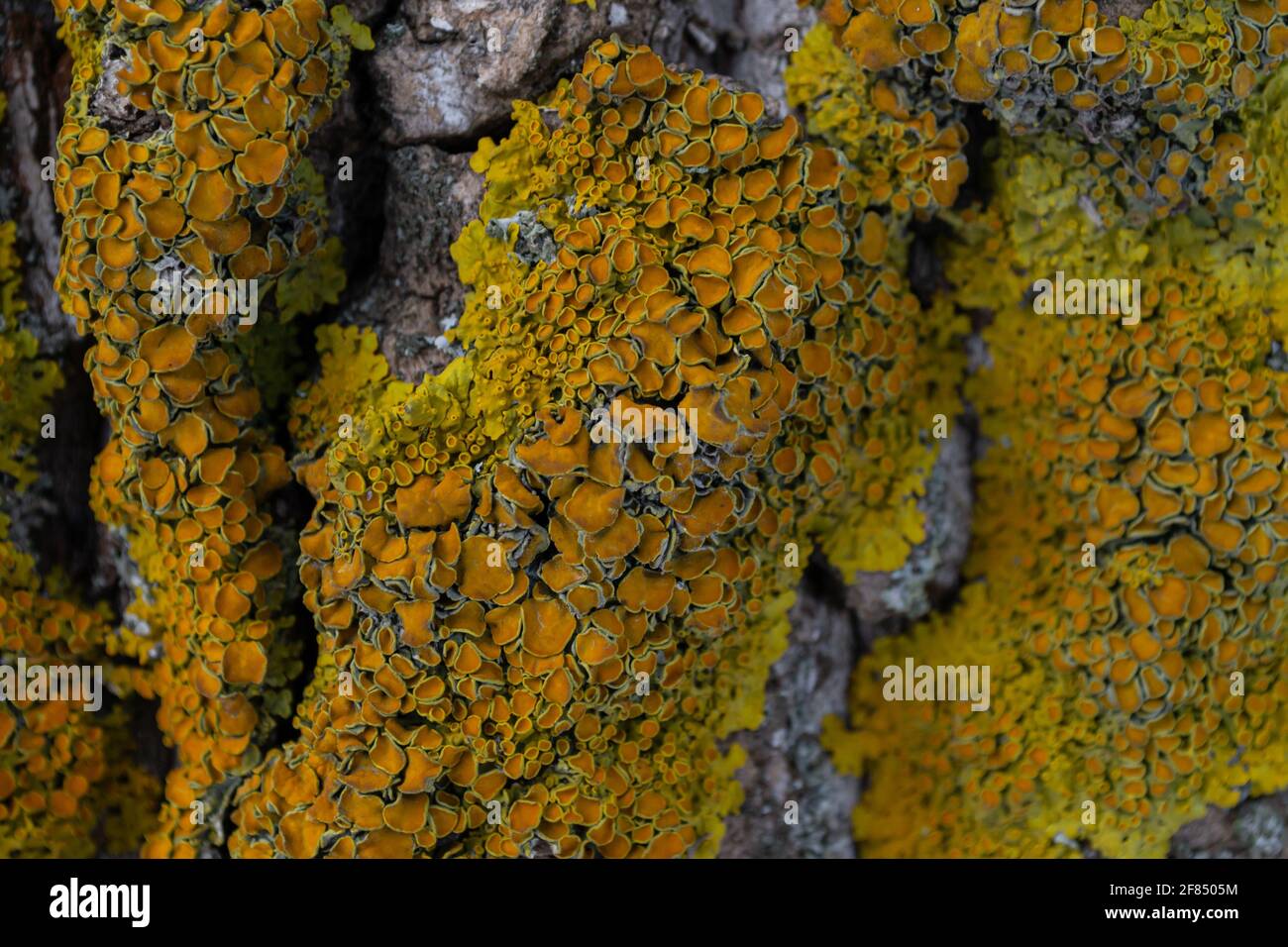 A bright yellow lichen has grown on the bark of the tree. Composite organism living on the bark of trees Stock Photo