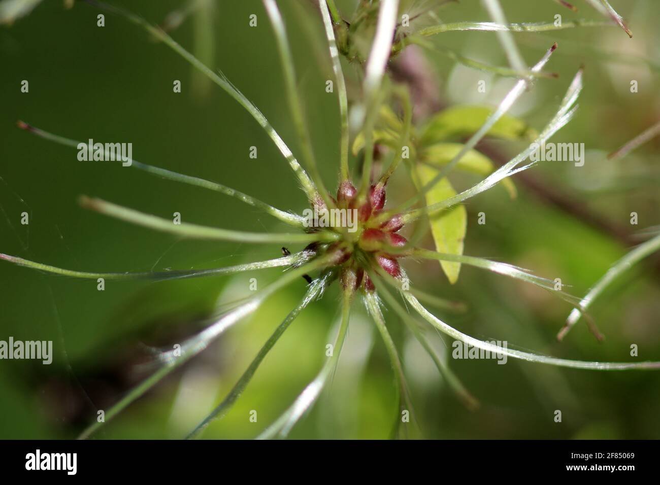 Invasive vine (Clematis vitalba) Old man's Beard plant and flower