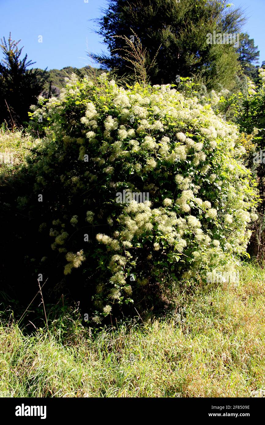 Invasive vine (Clematis vitalba) Old man's Beard plant and flower