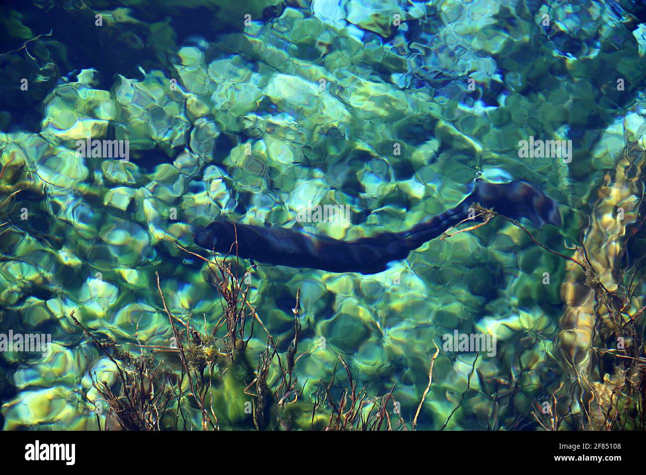 Eel and waterweed at Te Waikoropupu Springs, Golden Bay, New Zealand Stock Photo