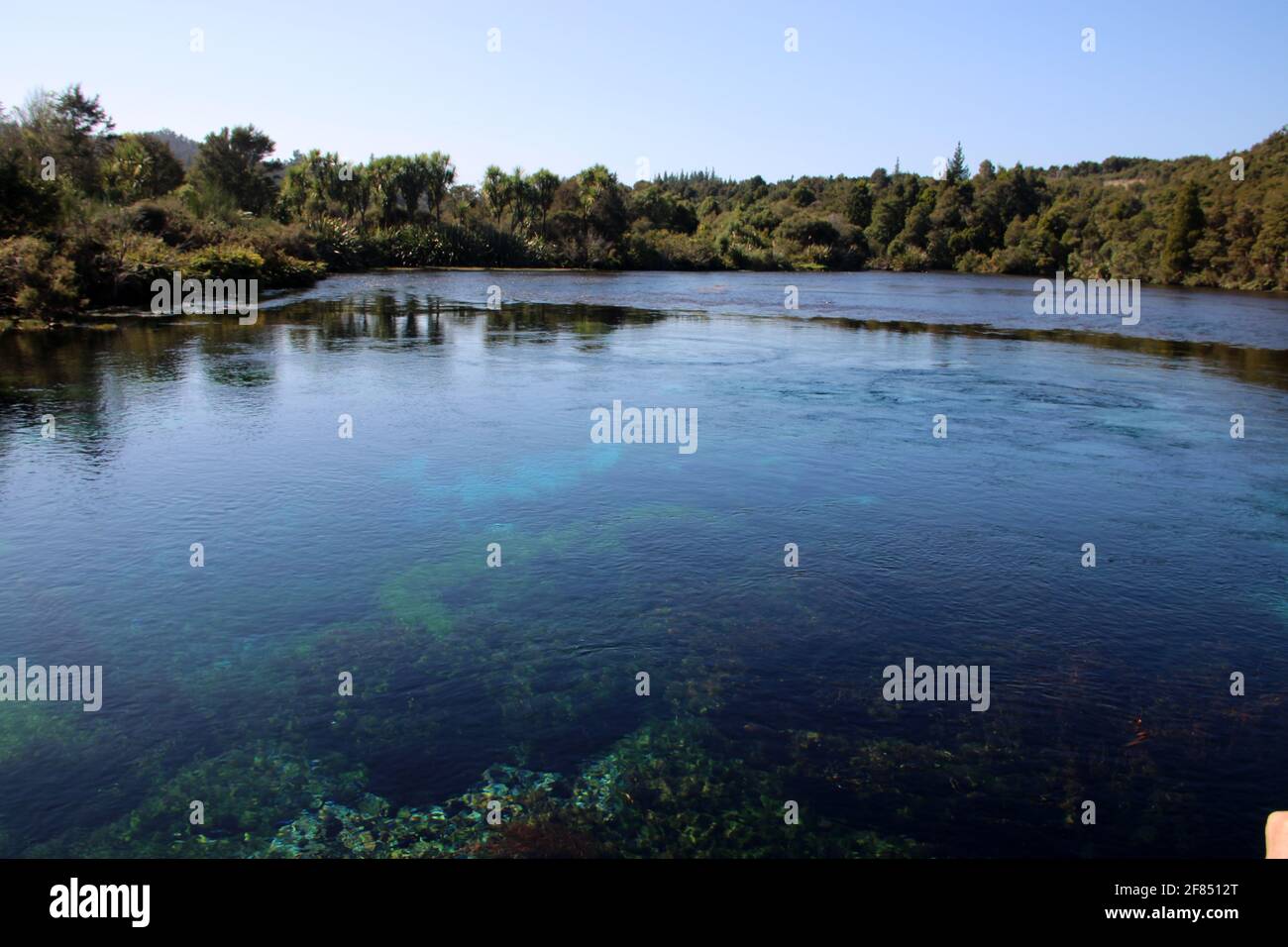 Eel and waterweed at Te Waikoropupu Springs, Golden Bay, New Zealand Stock Photo