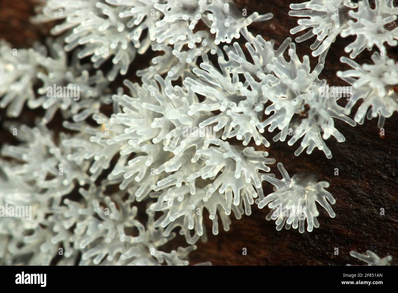 Coral slime fungus (Ceratiomyxa) Stock Photo