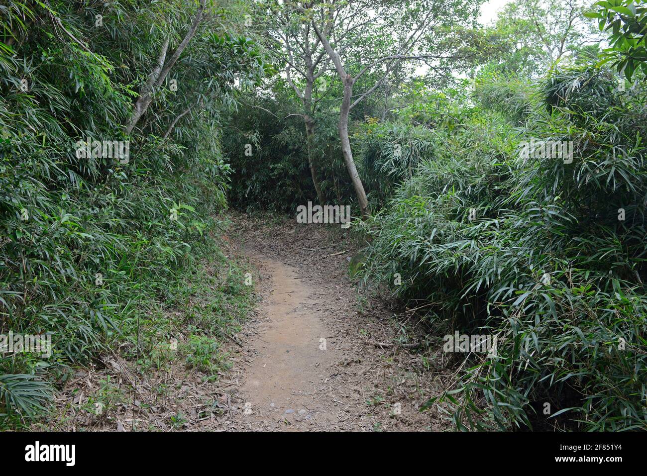 The native bamboo Arundinaria Shuiyingiana grows by a path in Kowloon reservoir country park in Hong Kong, China Stock Photo