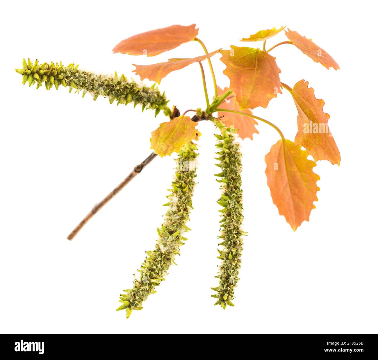 Poplar branch with aments and fluff isolated on white Stock Photo